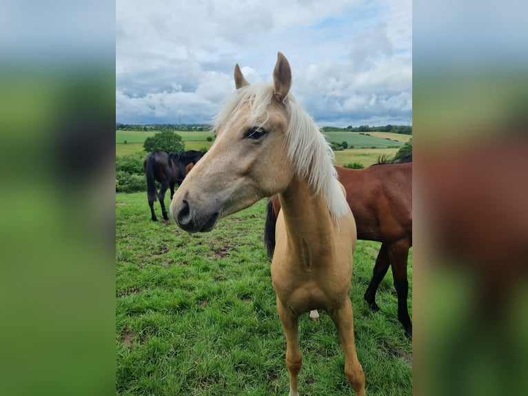 German Riding Pony Gelding 3 years 13.2 hh Palomino in Zarpen