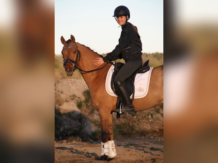 German Riding Pony Gelding 3 years 13.3 hh Buckskin in Buchholz in der Nordheide