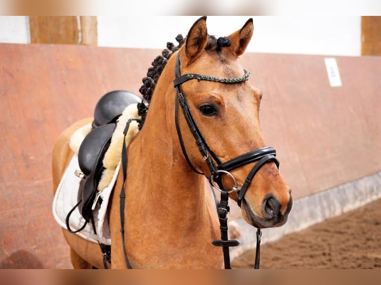 German Riding Pony Gelding 3 years 13.3 hh Buckskin in Buchholz in der Nordheide