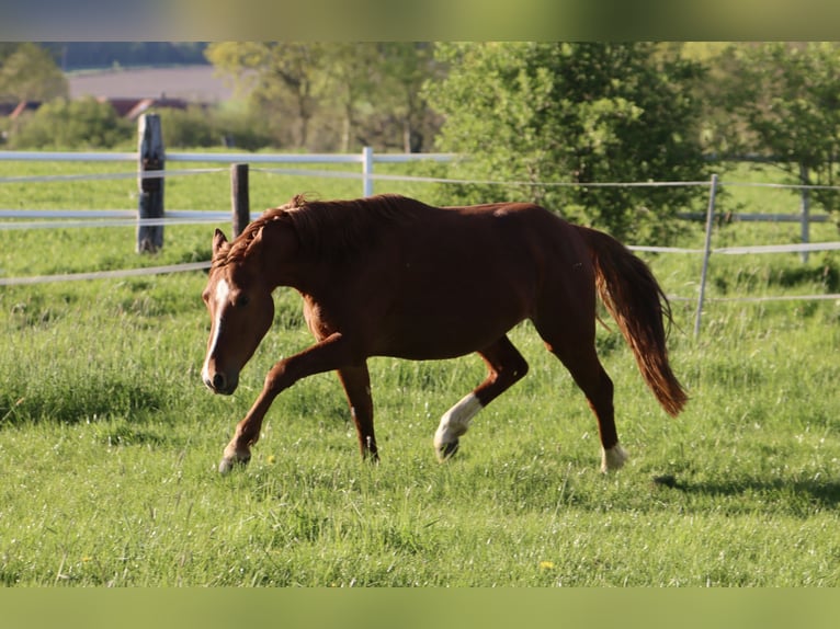 German Riding Pony Gelding 3 years 13.3 hh Chestnut-Red in Nottuln