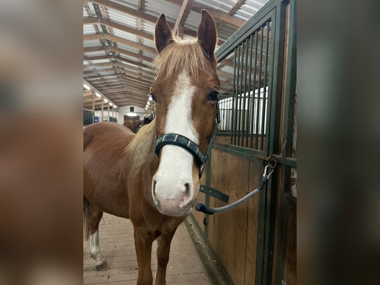 German Riding Pony Gelding 3 years 13.3 hh Chestnut-Red in Gröbzig