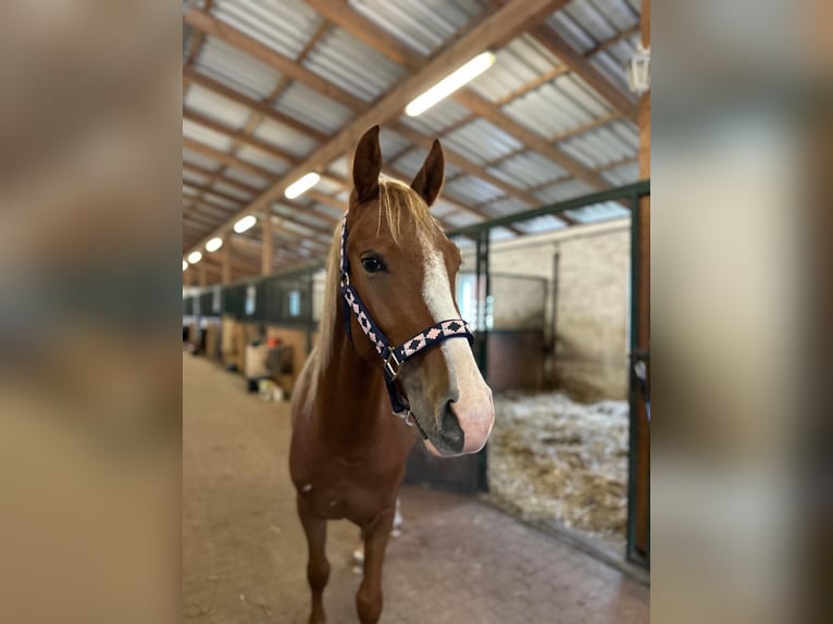 German Riding Pony Gelding 3 years 13.3 hh Chestnut-Red in Gröbzig
