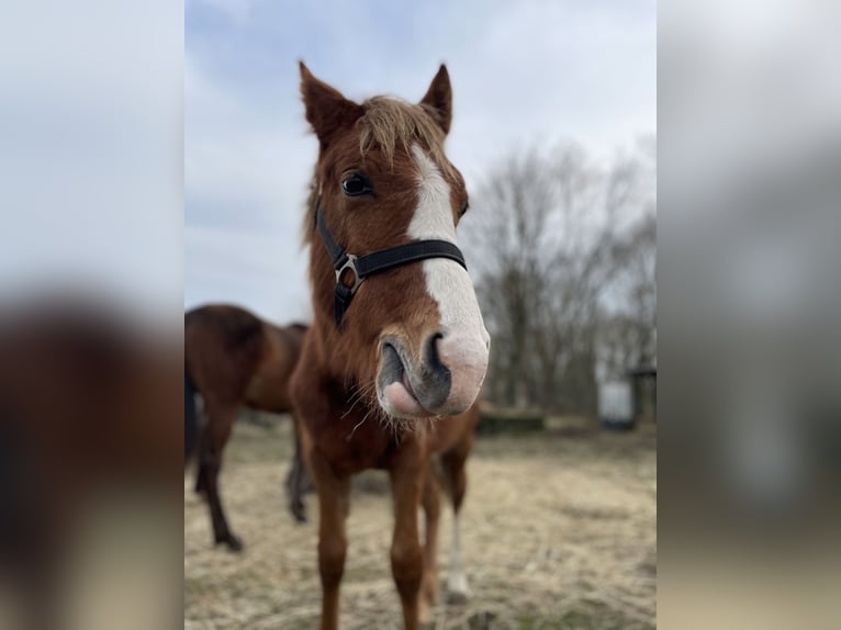 German Riding Pony Gelding 3 years 13.3 hh Chestnut-Red in Gröbzig