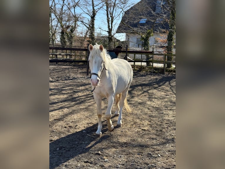 German Riding Pony Gelding 3 years 13,3 hh Cremello in Vettwei&#xDF;