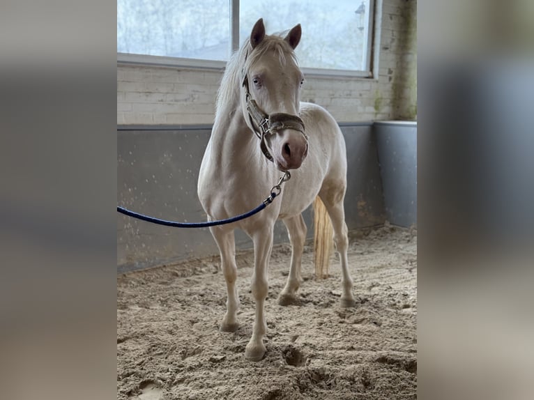 German Riding Pony Gelding 3 years 13,3 hh Cremello in Vettwei&#xDF;