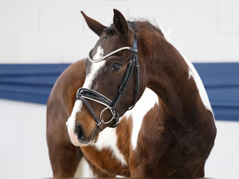 German Riding Pony Gelding 3 years 13.3 hh Pinto in Marsberg
