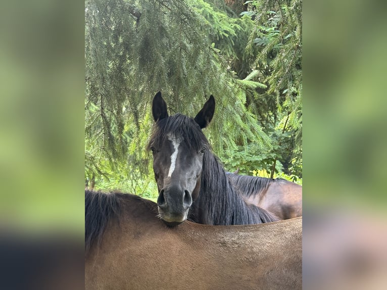 German Riding Pony Mix Gelding 3 years 13,2 hh Black in Rechenberg-Bienenm&#xFC;hle