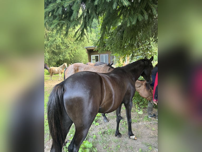 German Riding Pony Mix Gelding 3 years 13,2 hh Black in Rechenberg-Bienenm&#xFC;hle