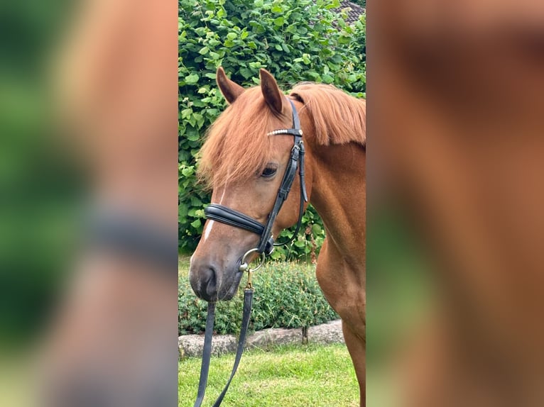 German Riding Pony Gelding 3 years 13,2 hh Chestnut-Red in Selk