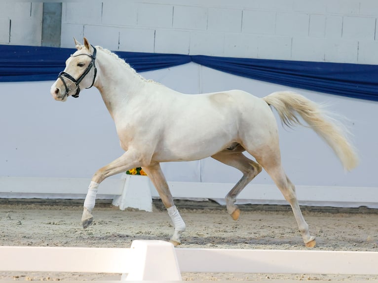 German Riding Pony Gelding 3 years 13,2 hh Palomino in Marsberg