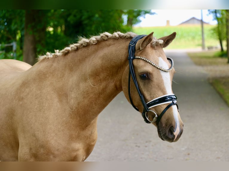 German Riding Pony Gelding 3 years 13,2 hh Palomino in Recke, bei Osnabr&#xFC;ck