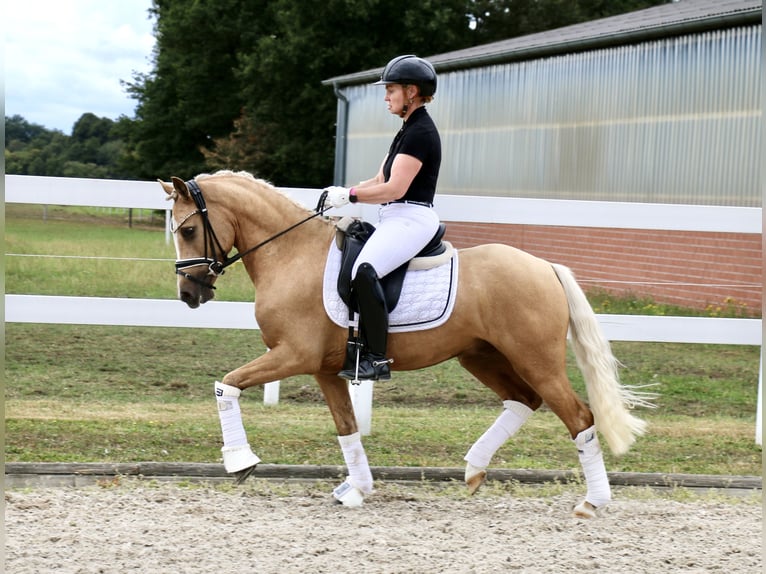 German Riding Pony Gelding 3 years 13,2 hh Palomino in Recke, bei Osnabr&#xFC;ck
