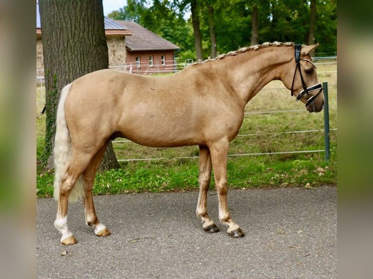 German Riding Pony Gelding 3 years 13,2 hh Palomino in Recke, bei Osnabr&#xFC;ck
