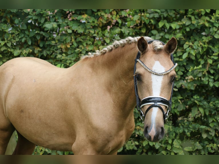 German Riding Pony Gelding 3 years 13,2 hh Palomino in Recke, bei Osnabr&#xFC;ck