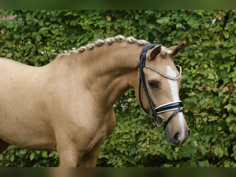 German Riding Pony Gelding 3 years 13,2 hh Palomino in Recke, bei Osnabr&#xFC;ck