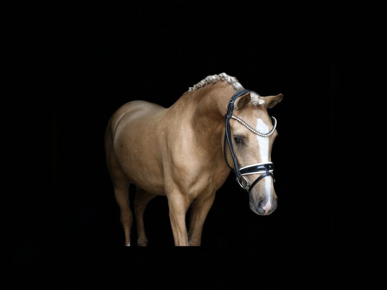 German Riding Pony Gelding 3 years 13,2 hh Palomino in Recke, bei Osnabr&#xFC;ck