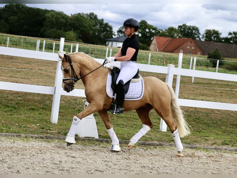 German Riding Pony Gelding 3 years 13,2 hh Palomino in Recke, bei Osnabr&#xFC;ck