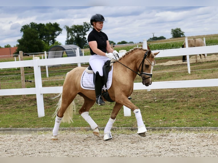 German Riding Pony Gelding 3 years 13,2 hh Palomino in Recke, bei Osnabr&#xFC;ck