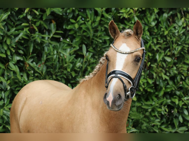 German Riding Pony Gelding 3 years 13,2 hh Palomino in Recke, bei Osnabr&#xFC;ck