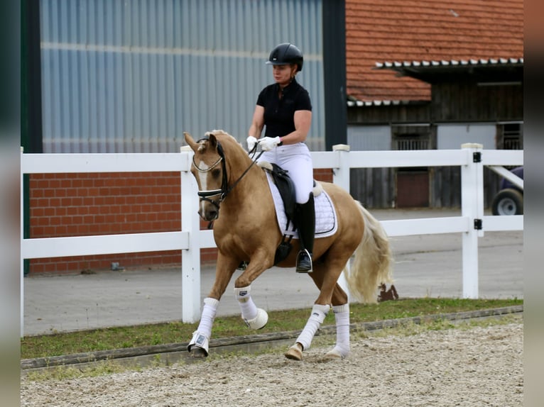 German Riding Pony Gelding 3 years 13,2 hh Palomino in Recke, bei Osnabr&#xFC;ck