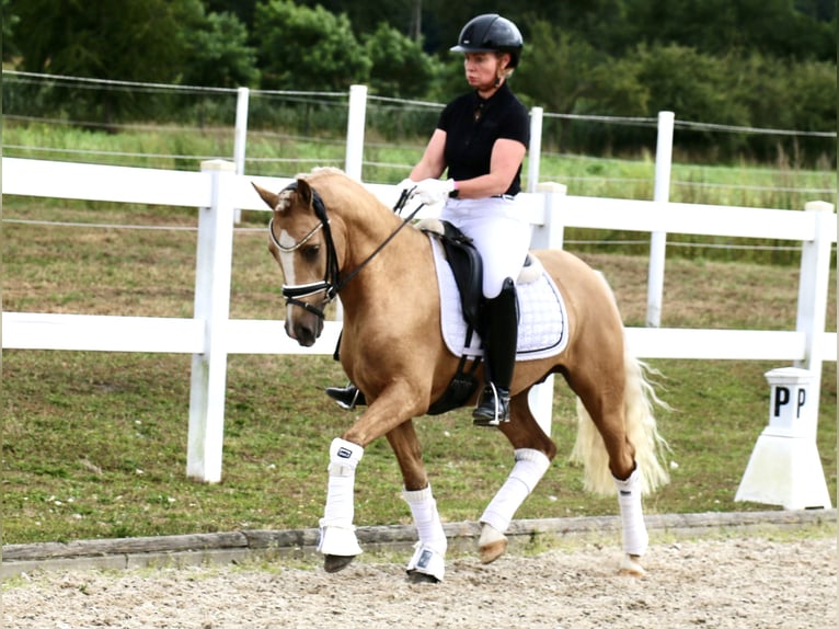 German Riding Pony Gelding 3 years 13,2 hh Palomino in Recke, bei Osnabr&#xFC;ck