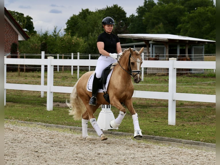 German Riding Pony Gelding 3 years 13,2 hh Palomino in Recke, bei Osnabr&#xFC;ck
