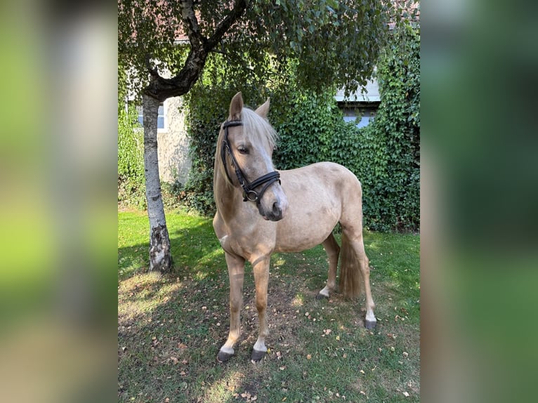 German Riding Pony Mix Gelding 3 years 13,2 hh Palomino in Hopsten