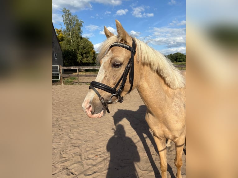 German Riding Pony Mix Gelding 3 years 13,2 hh Palomino in Hopsten