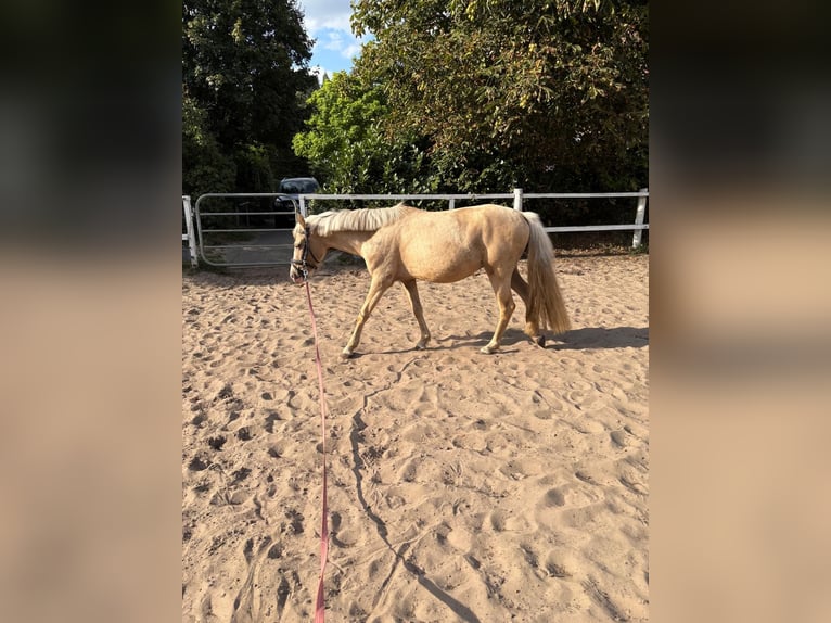 German Riding Pony Mix Gelding 3 years 13,2 hh Palomino in Hopsten