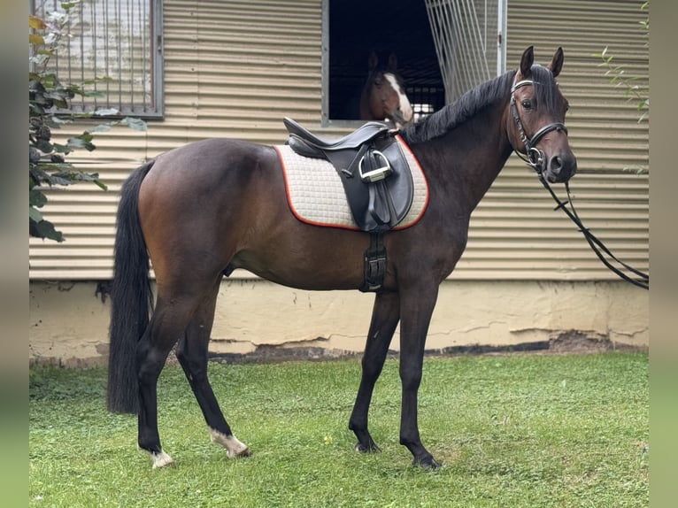 German Riding Pony Gelding 3 years 13,3 hh Bay-Dark in Nordhausen