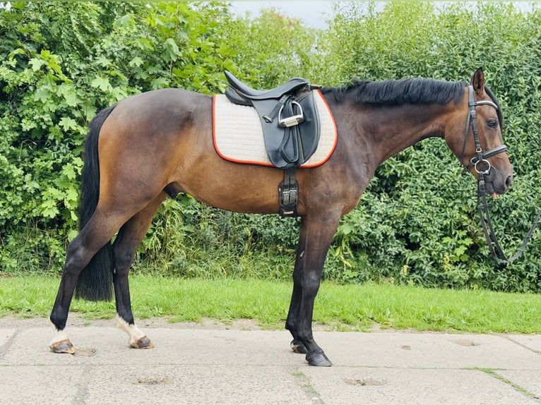 German Riding Pony Gelding 3 years 13,3 hh Bay-Dark in Nordhausen