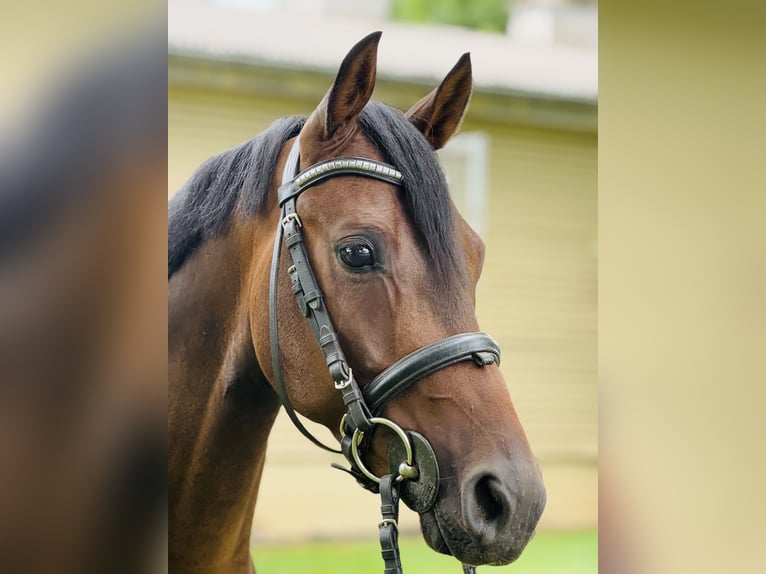 German Riding Pony Gelding 3 years 13,3 hh Bay-Dark in Nordhausen