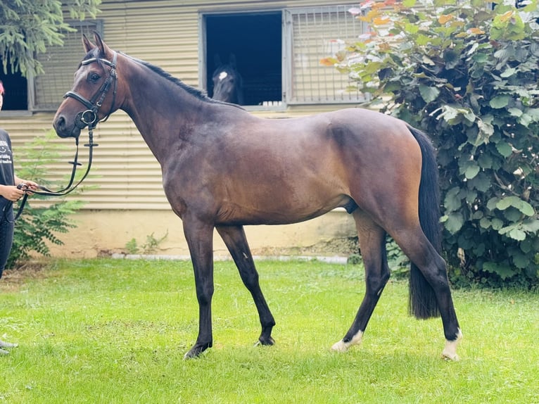 German Riding Pony Gelding 3 years 13,3 hh Bay-Dark in Nordhausen