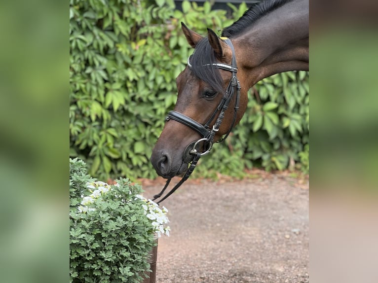 German Riding Pony Gelding 3 years 13,3 hh Bay-Dark in Nordhausen