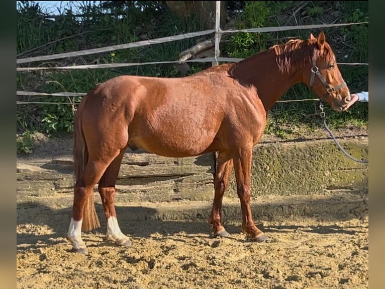 German Riding Pony Gelding 3 years 13,3 hh Chestnut-Red in Nottuln