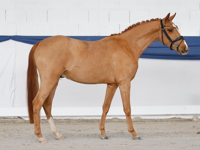 German Riding Pony Gelding 3 years 13,3 hh Chestnut-Red in Marsberg