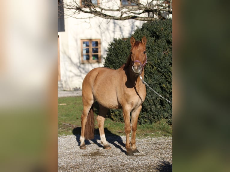 German Riding Pony Gelding 3 years 13,3 hh Chestnut-Red in Au in der Hallertau
