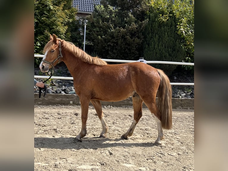 German Riding Pony Gelding 3 years 13,3 hh Chestnut-Red in Brilon