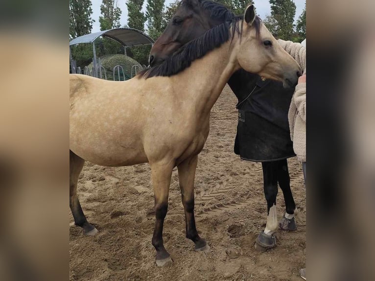 German Riding Pony Gelding 3 years 13,3 hh Dun in Isernhagen