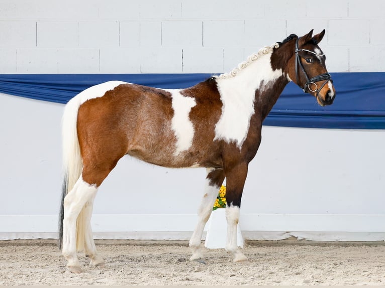 German Riding Pony Gelding 3 years 13,3 hh Pinto in Marsberg