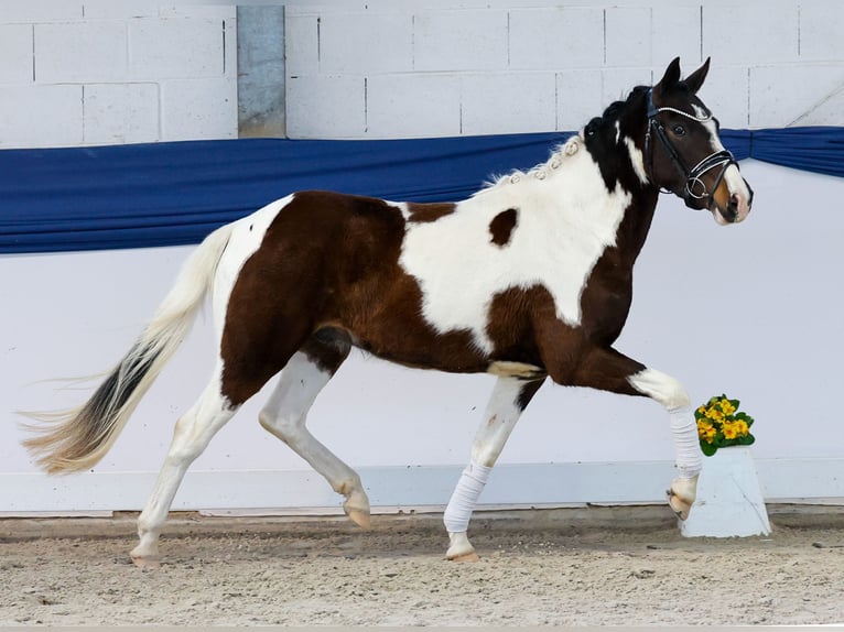 German Riding Pony Gelding 3 years 13,3 hh Pinto in Marsberg