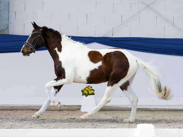 German Riding Pony Gelding 3 years 13,3 hh Pinto in Marsberg