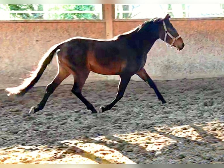 German Riding Pony Gelding 3 years 14.1 hh Bay-Dark in Neupotz