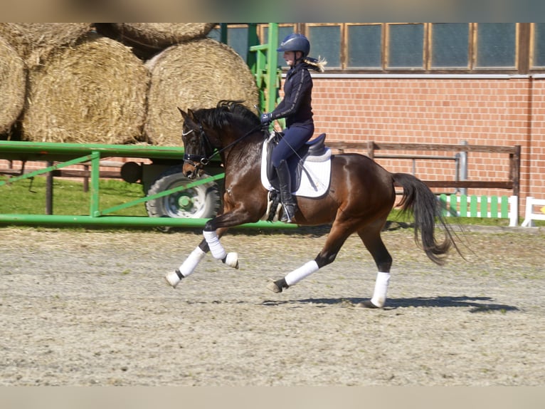 German Riding Pony Gelding 3 years 14.1 hh Bay-Dark in Paderborn