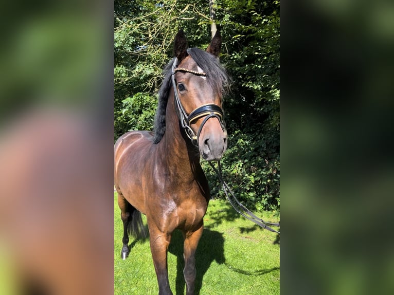 German Riding Pony Gelding 3 years 14,1 hh Bay-Dark in Nottuln