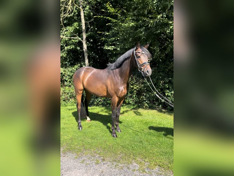 German Riding Pony Gelding 3 years 14,1 hh Bay-Dark in Nottuln