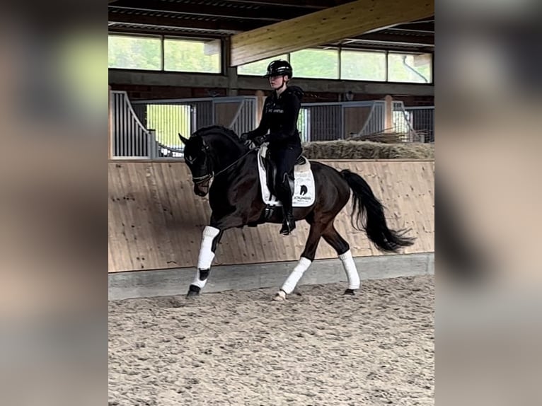 German Riding Pony Gelding 3 years 14,1 hh Bay-Dark in Nottuln