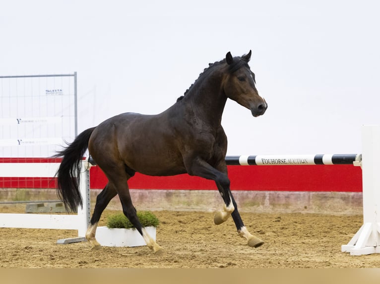 German Riding Pony Gelding 3 years 14,1 hh Bay-Dark in Waddinxveen