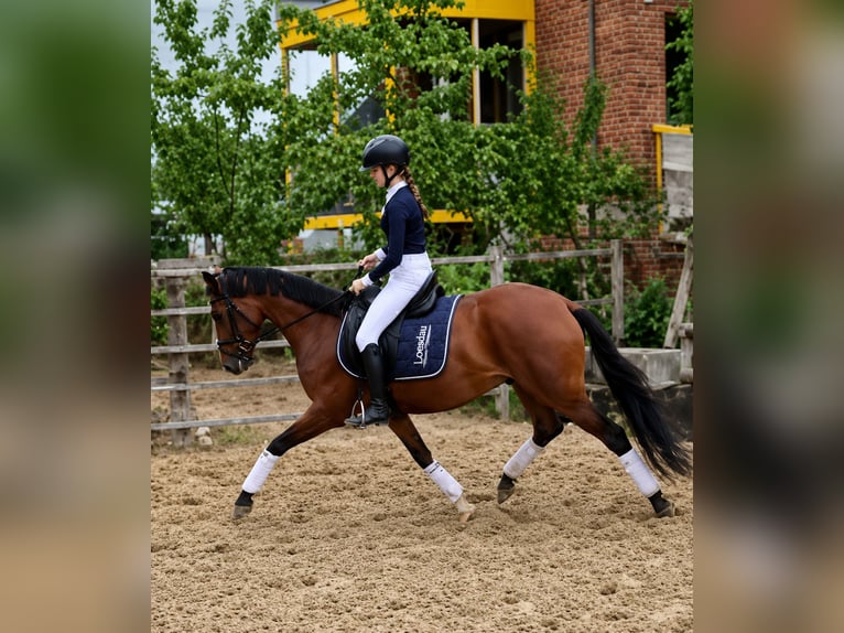 German Riding Pony Gelding 3 years 14.1 hh Brown in Reiskirchen