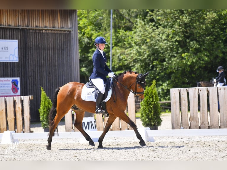 German Riding Pony Gelding 3 years 14,1 hh Brown in Loiching